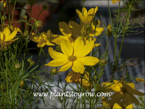 large golden yellow flowers